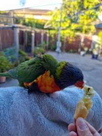 Found Lory / Lorikeet