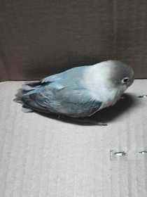 Found Lovebird
