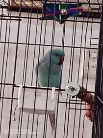 Found Indian Ringneck Parakeet