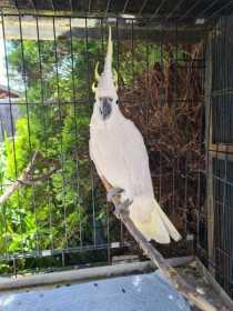 Found Corella Cockatoo