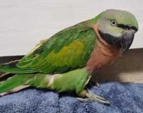 Found Mustached / Moustached Parakeet
