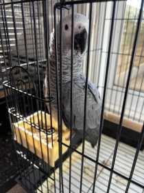 Found African Grey