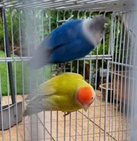 Found Lovebird