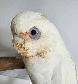 Found Corella Cockatoo