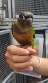 Found Conure