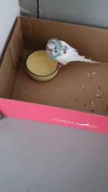 Found Budgerigar