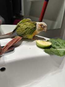 Found Conure