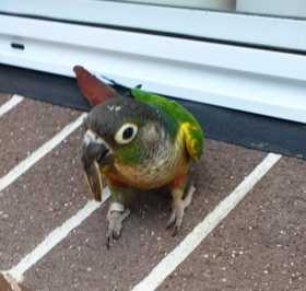 Found Conure