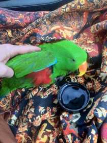 Found Eclectus