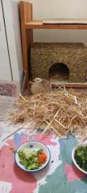 Found Quail