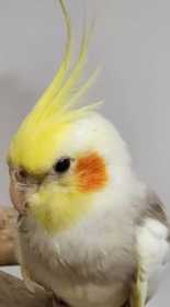 Found Cockatiel