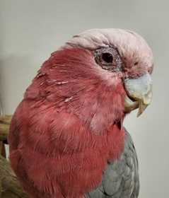 Found Galah Cockatoo