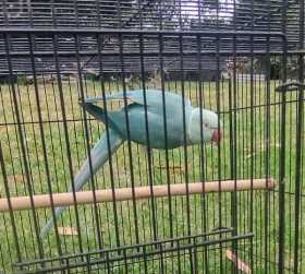 Found Indian Ringneck Parakeet