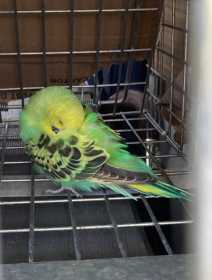 Found Budgerigar