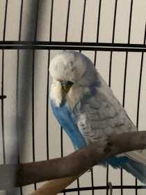 Found Budgerigar