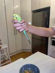 Found Parakeet