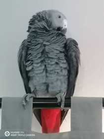 Found African Grey