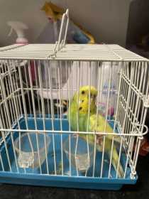 Found Budgerigar