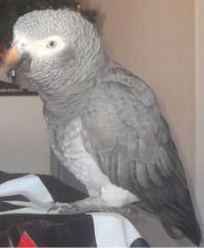 Found African Grey