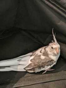 Found Cockatiel