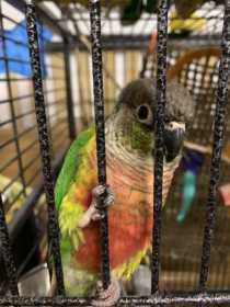 Found Conure