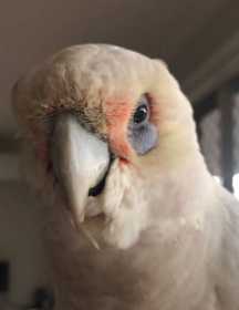 Found Corella Cockatoo