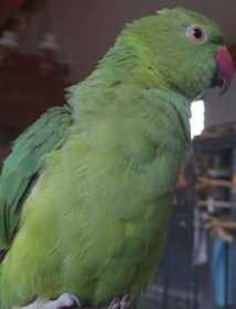 Found Indian Ringneck Parakeet