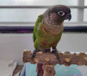 Found Conure