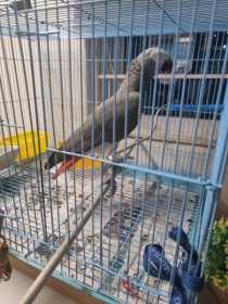 Found African Grey