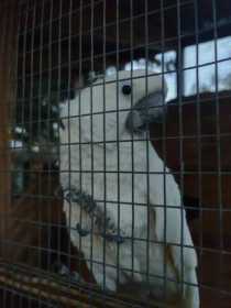 Found Cockatoo