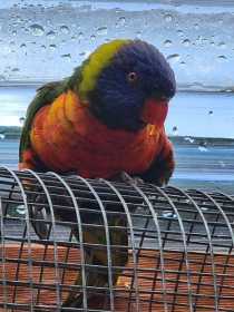 Found Lory / Lorikeet