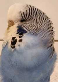 Found Budgerigar