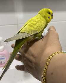 Found Budgerigar