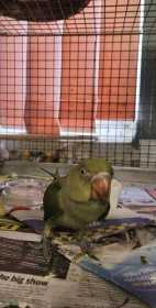 Found Indian Ringneck Parakeet