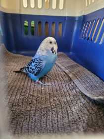 Found Budgerigar