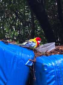 Found Rosella