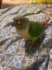 Found Conure