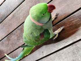 Found Alexandrine