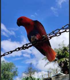 Found Eclectus