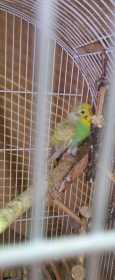 Found Budgerigar