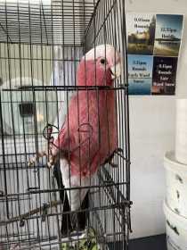 Found Galah Cockatoo