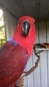 Found Eclectus