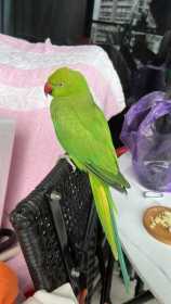 Found Indian Ringneck Parakeet