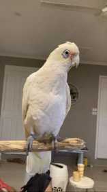 Found Corella Cockatoo