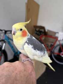 Found Cockatiel