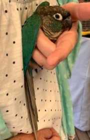 Found Conure