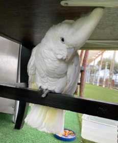 Found Cockatoo