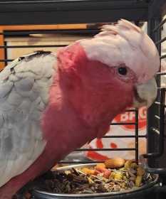 Found Galah Cockatoo