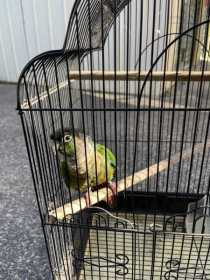 Found Conure