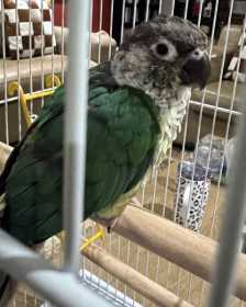 Found Conure